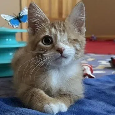 A baby small-sized male Orange / Red Domestic Short Hair cat named Graham C for adoption in Minnetonka, MN