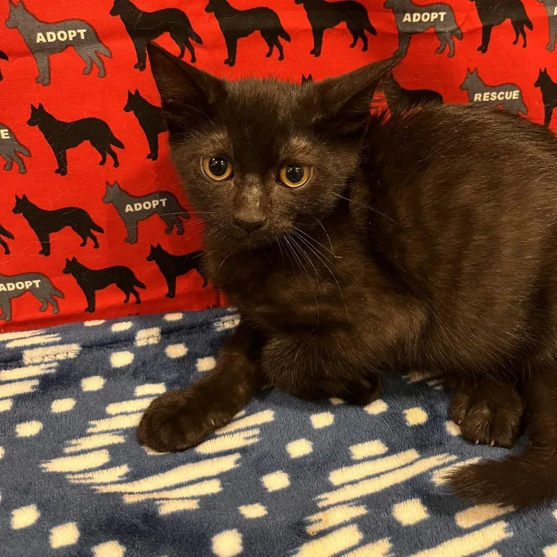 A baby small-sized male Black Domestic Short Hair cat named Fanta for adoption in Washburn, MO