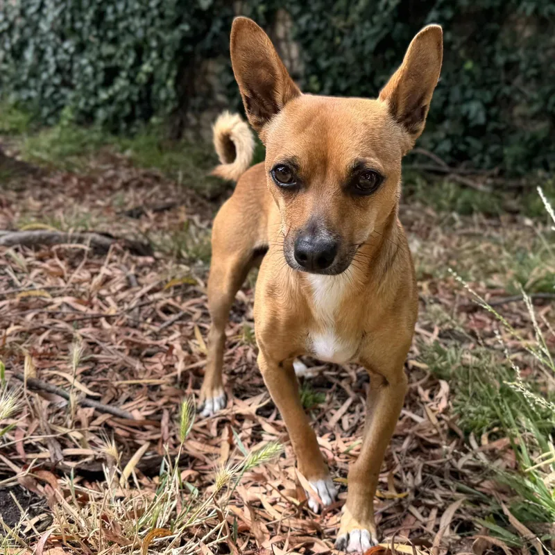 A young small-sized male Chihuahua dog named Squirrel for adoption in Oakland, CA