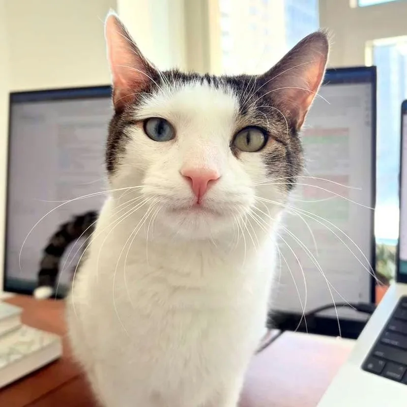 An adult medium-sized male American Shorthair cat named Sokka for adoption in New York, NY