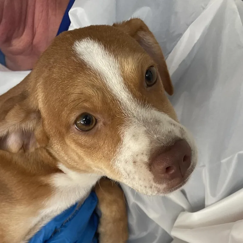 A baby small-sized female Brown / Chocolate Shepherd dog named Gooseberry for adoption in Edinburg, TX