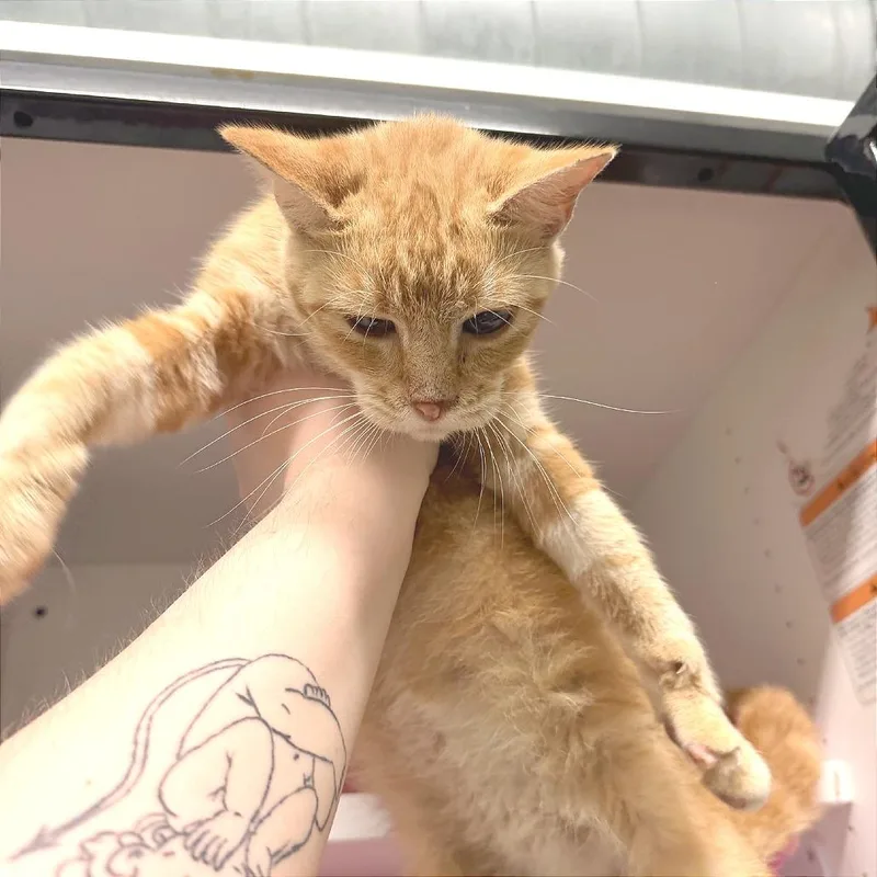 A young medium-sized female Domestic Short Hair cat named Buffy for adoption in Albert Lea, MN