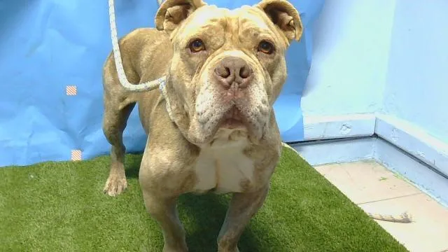 An adult large-sized male American Bulldog dog named Buster for adoption in Gardena, CA