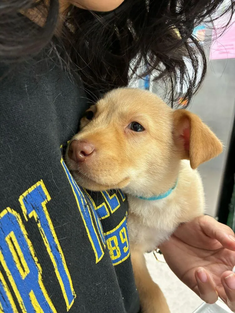 A baby medium-sized male American Staffordshire Terrier dog named Falcon for adoption in Marietta, GA