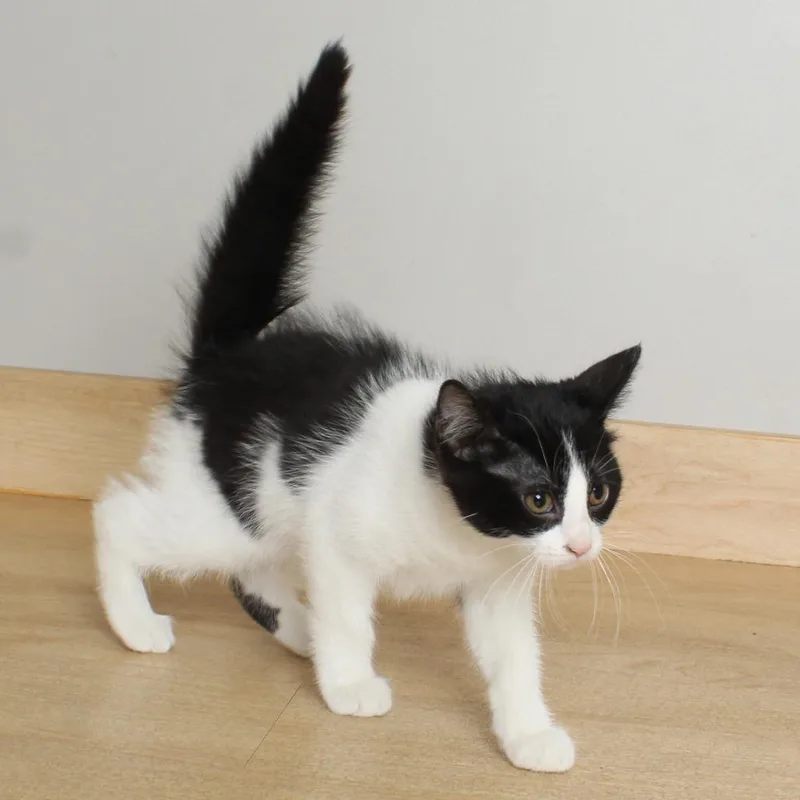 A baby small-sized female Black Domestic Short Hair cat named Kathryn C for adoption in Minnetonka, MN