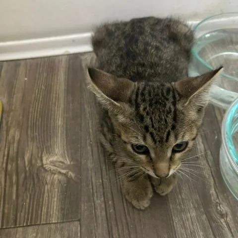A young small-sized male Gray / Blue / Silver Domestic Short Hair cat named Willy for adoption in League City, TX