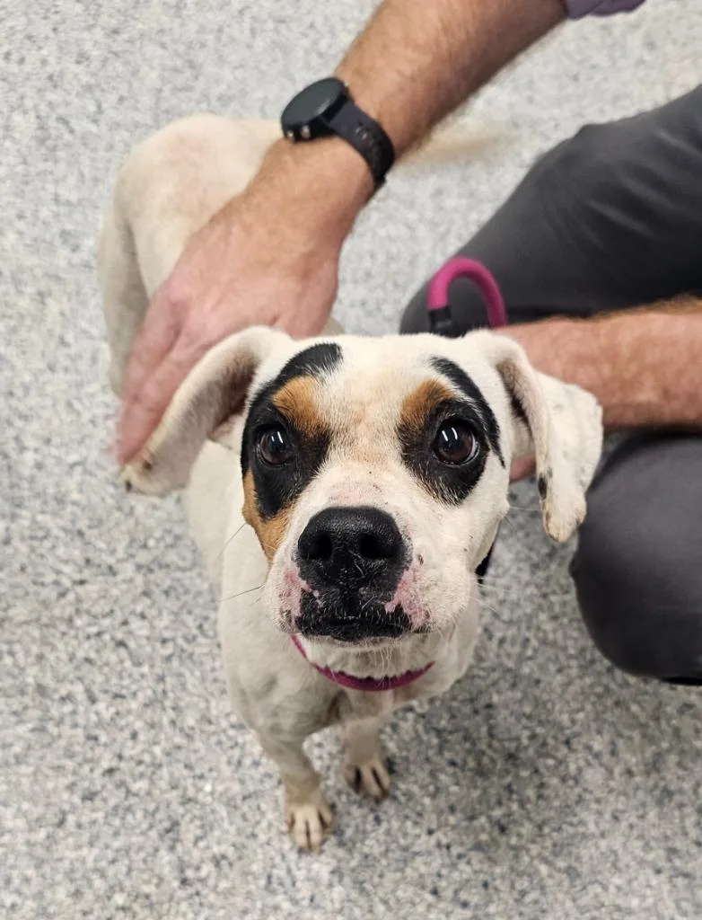 An adult medium-sized female Terrier dog named Riley for adoption in Athens, TN