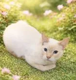 An adult medium-sized male White Siamese cat named Pyro for adoption in Portsmouth, OH