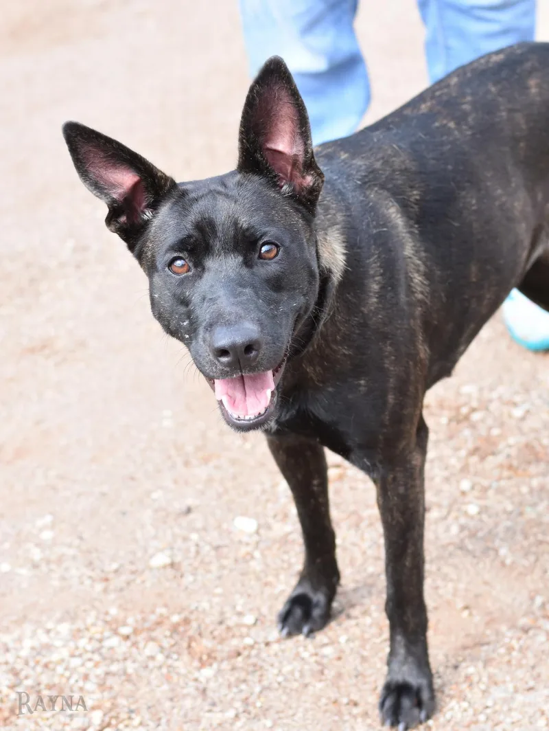 A young medium-sized female Dutch Shepherd dog named Rayna for adoption in Houston, TX