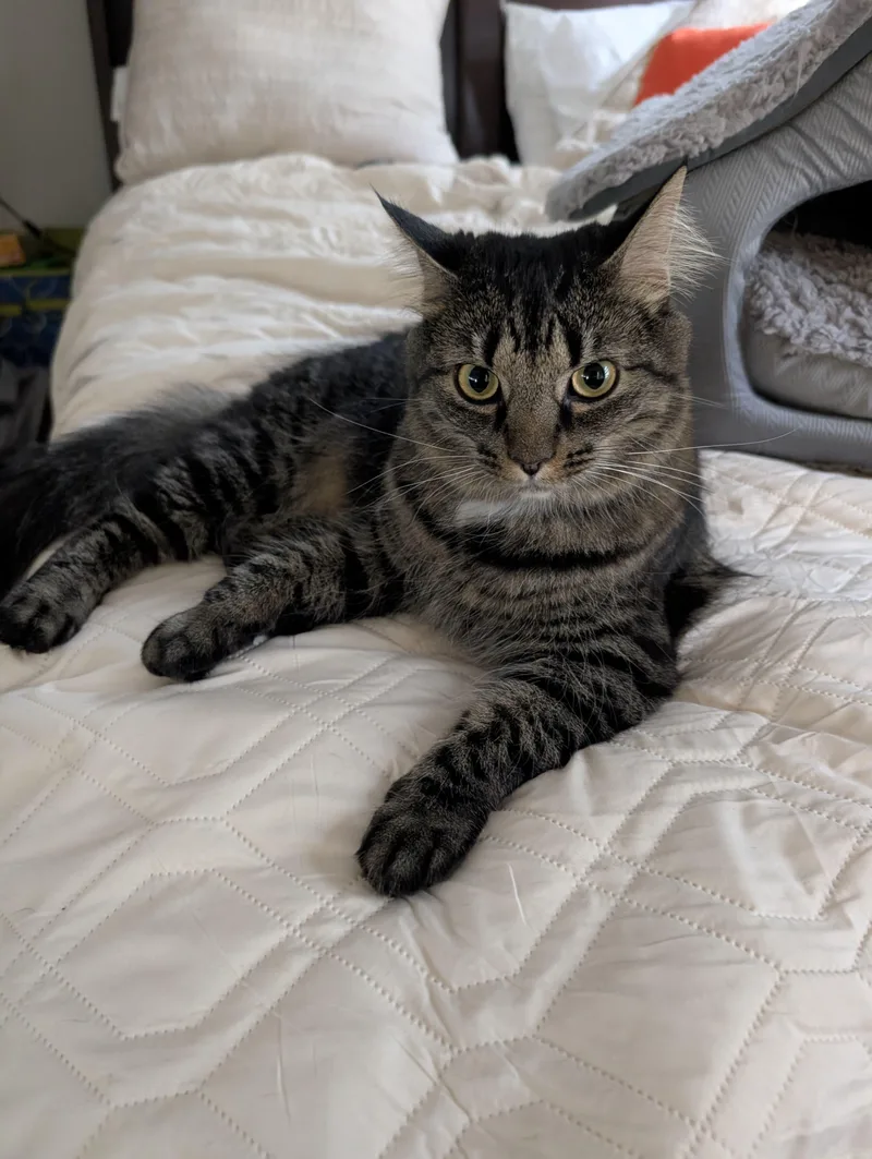 A young medium-sized female Tabby (Brown / Chocolate) Domestic Long Hair cat named Carmela NKA Lily for adoption in Charlotte, NC