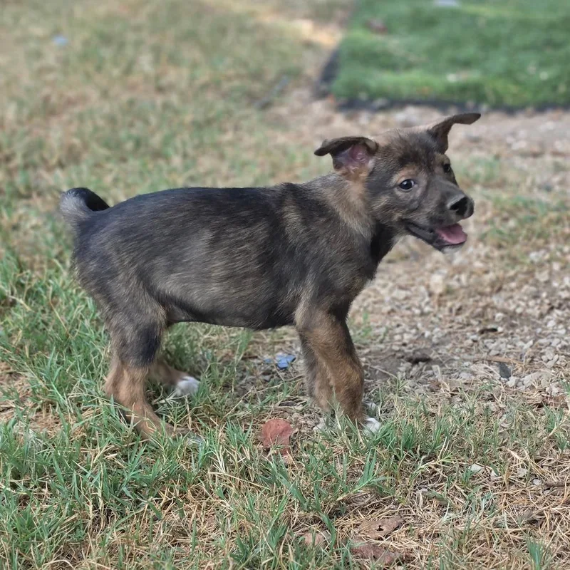A baby medium-sized female Bicolor Husky dog named Briar AL for adoption in Austin, TX