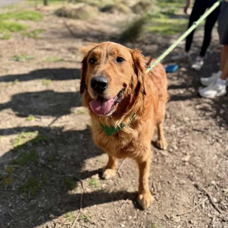 Bentley  Chino Hills