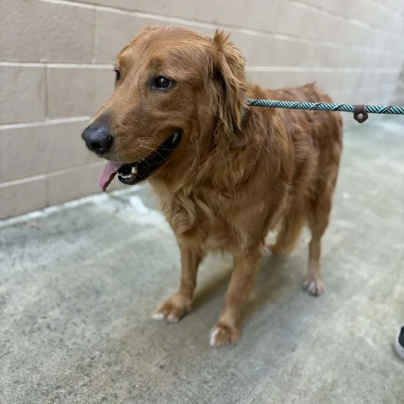 Bentley  Chino Hills thumbnail 2