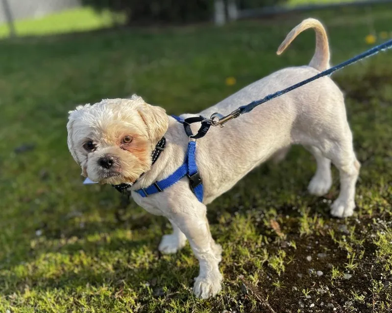 A young small-sized male White / Cream Shih Tzu dog named Christopher for adoption in Portland, OR