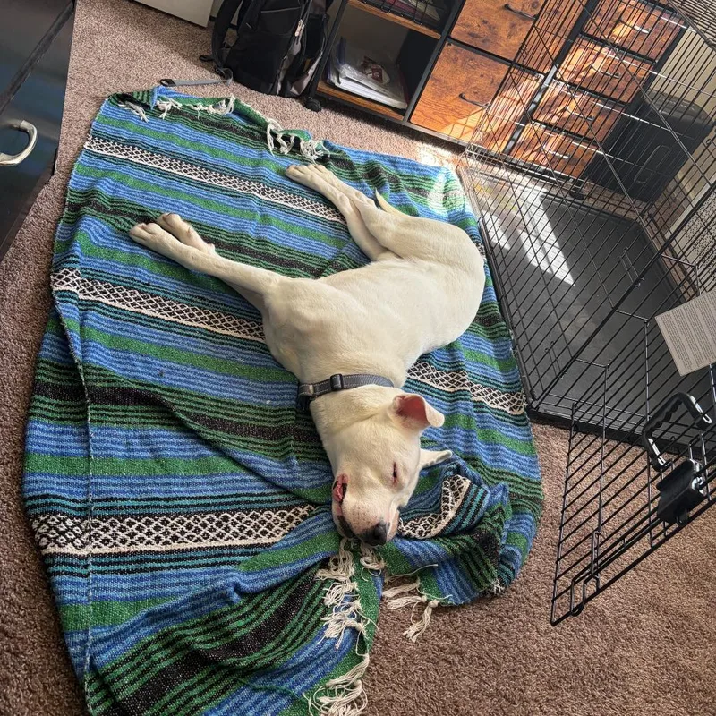 A young large-sized male White / Cream Pit Bull Terrier dog named Snoopy for adoption in Newark, NJ