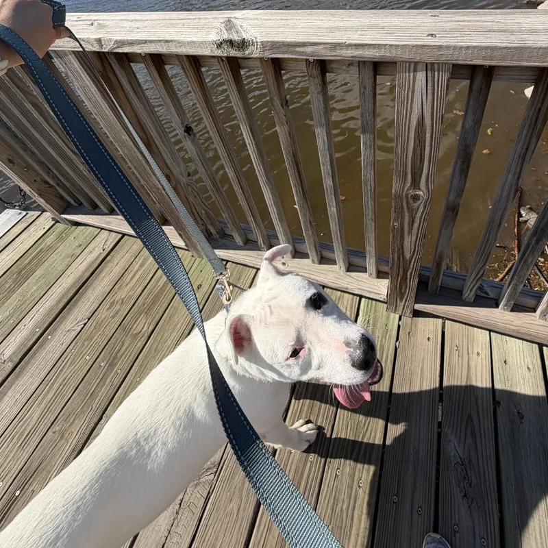 Snoopy thumbnail 2
