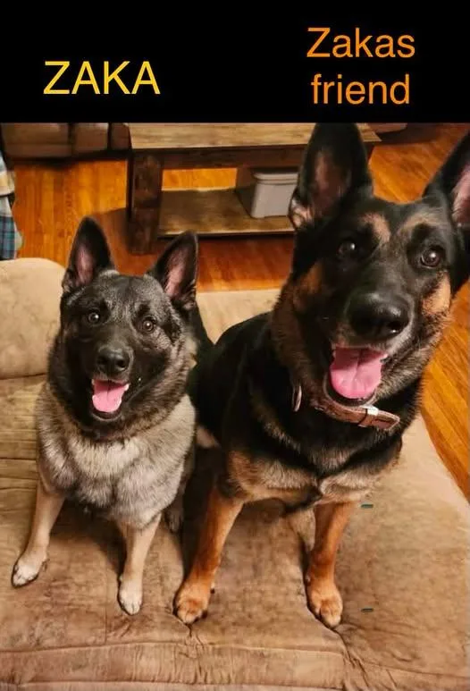 An adult medium-sized male Gray / Blue / Silver Norwegian Elkhound dog named Zaka for adoption in White Oak, PA