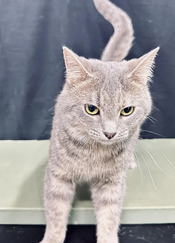 Elsa Of Arendelle thumbnail 2