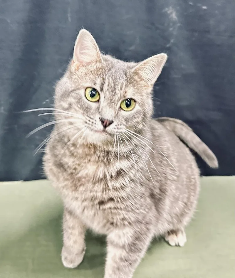 Elsa Of Arendelle thumbnail 3