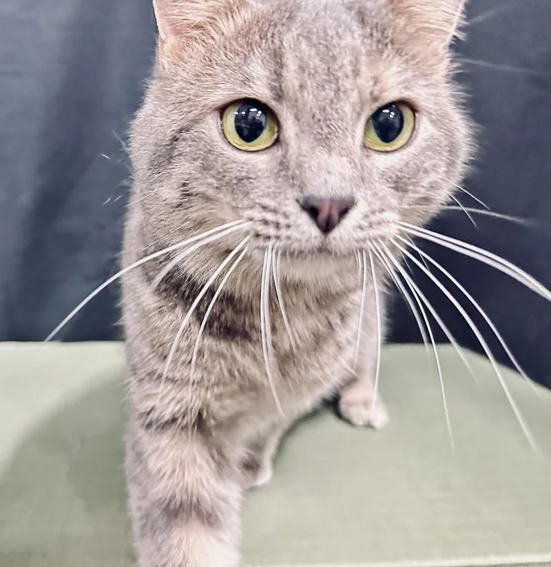 Elsa Of Arendelle thumbnail 4