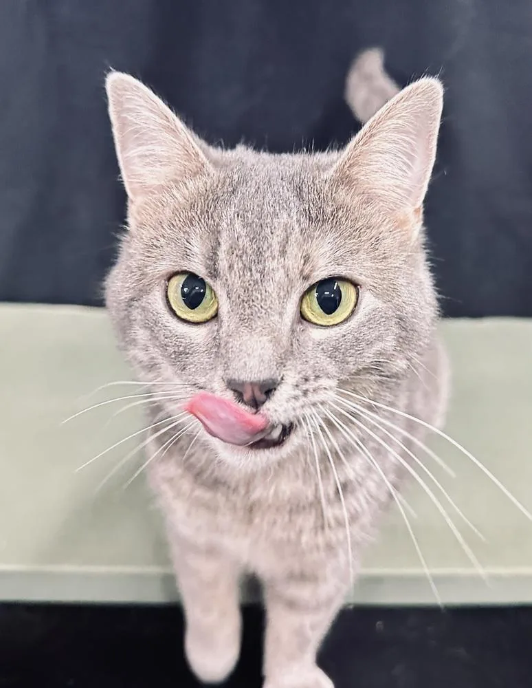 Elsa Of Arendelle thumbnail 5