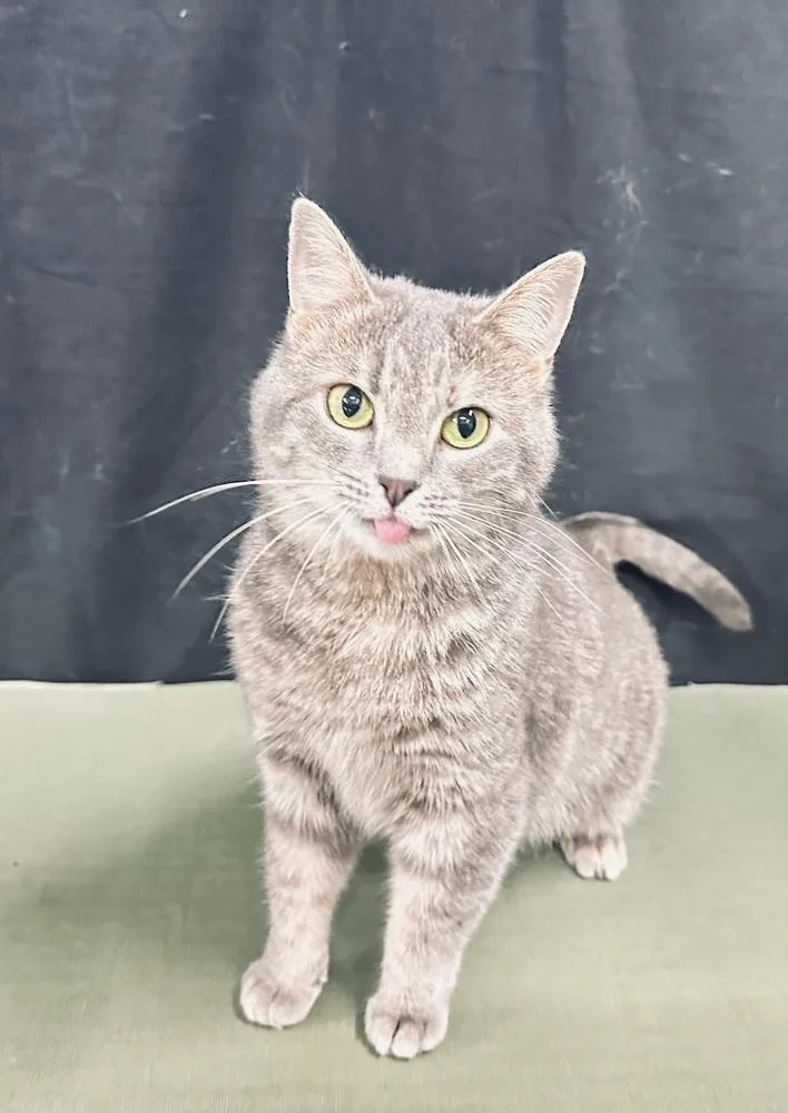 Elsa Of Arendelle thumbnail 6