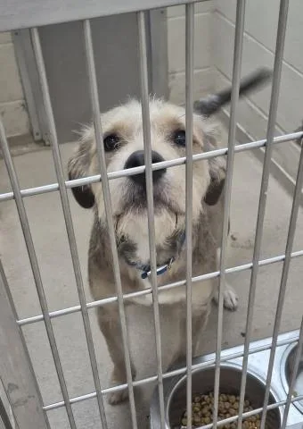 A young medium-sized male Airedale Terrier dog named Buck Moon for adoption in Decatur, IL