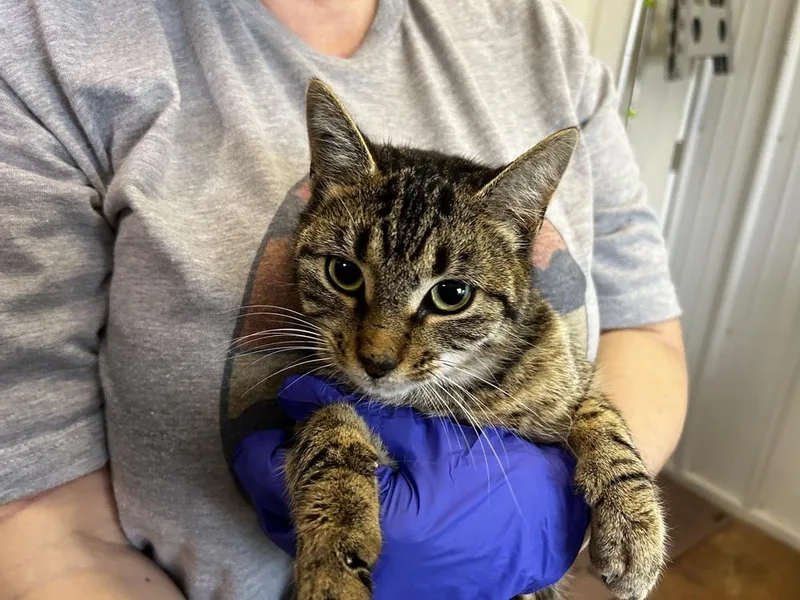 A young medium-sized female Tabby (Brown / Chocolate) Domestic Short Hair cat named Penny for adoption in Telford, PA