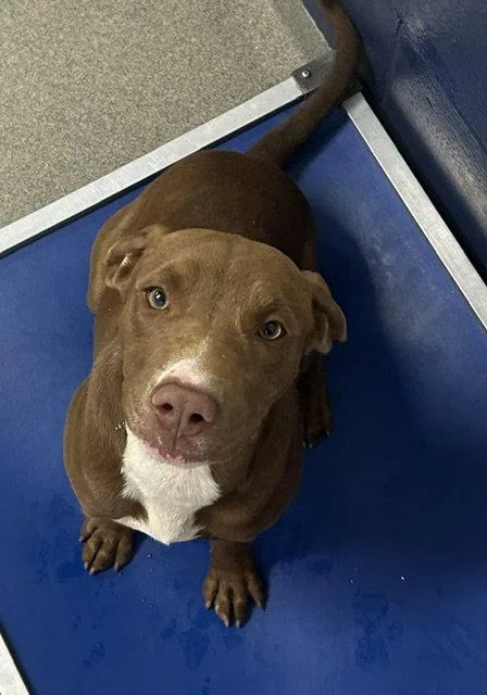 A young medium-sized female Labrador Retriever dog named Ginger mo for adoption in Sterling, MA
