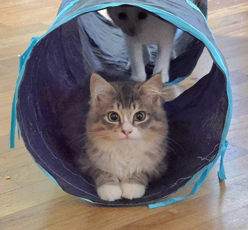 A baby small-sized female Gray & White Domestic Medium Hair cat named Skye for adoption in Vancouver, WA