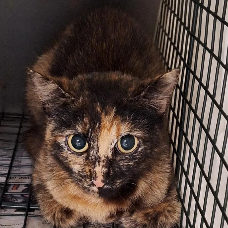 A young small-sized female Tortoiseshell Domestic Short Hair cat named Paisley for adoption in Montgomery, AL
