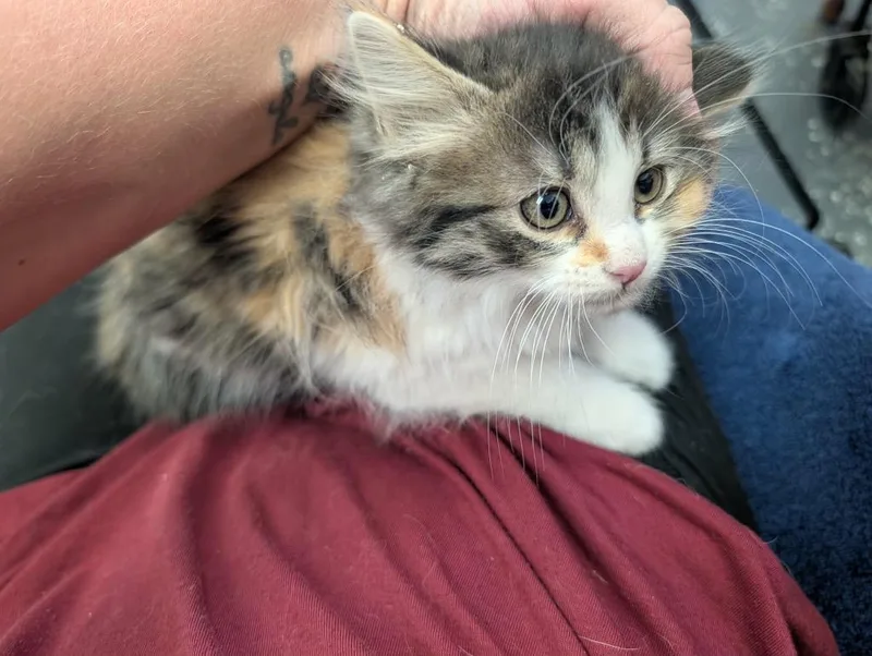 A baby medium-sized female Dilute Calico cat named Hazel for adoption in Grand Junction, CO