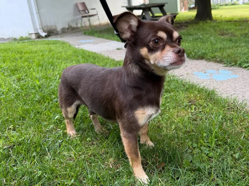 An adult small-sized male Chihuahua dog named Diego for adoption in Port Jervis, NY