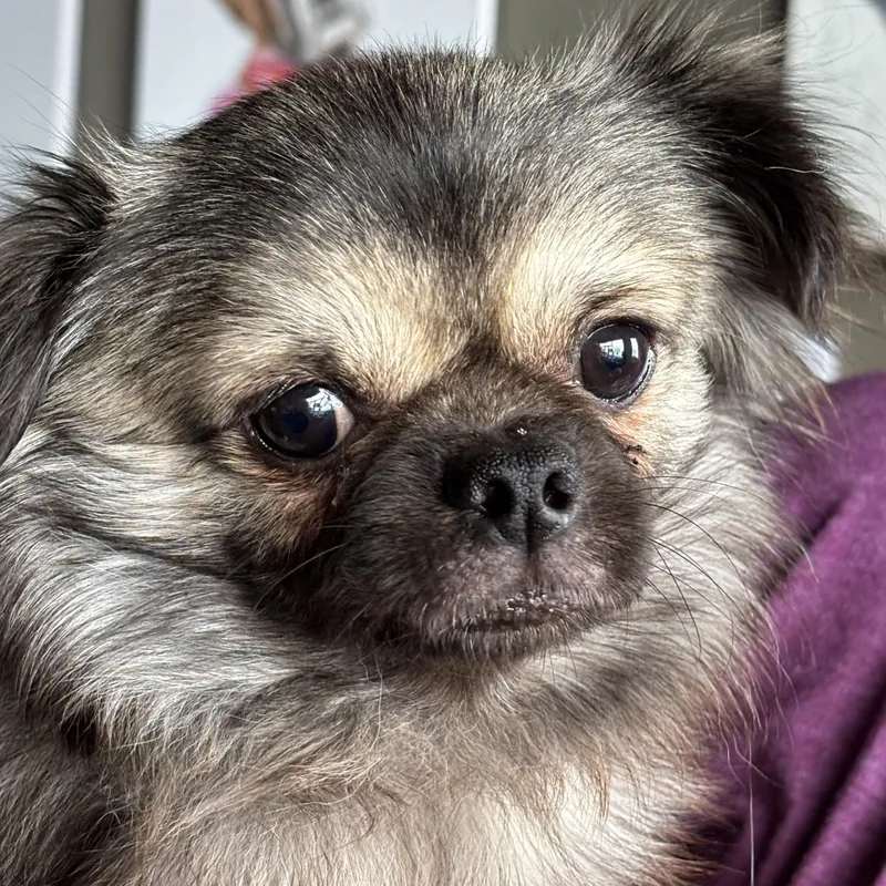 A young small-sized male Black Pekingese dog named Georgy Porgy for adoption in Thousand Oaks, CA