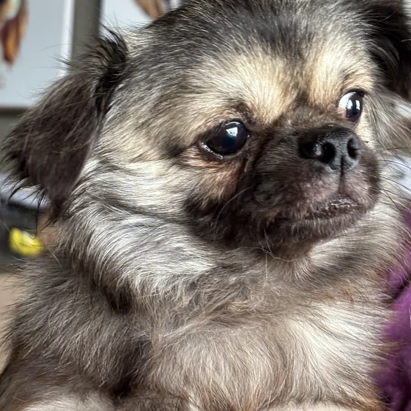 Georgy Porgy thumbnail 2