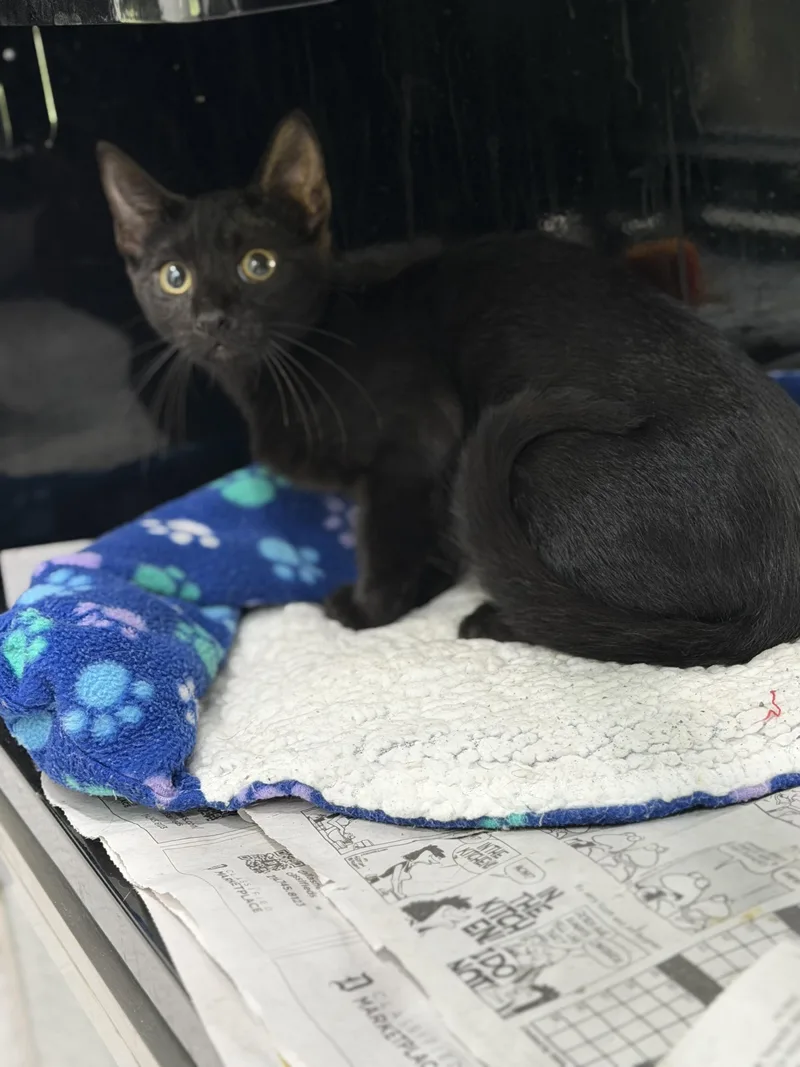 An adult medium-sized female Black Domestic Short Hair cat named Zylonna for adoption in Sherman, TX
