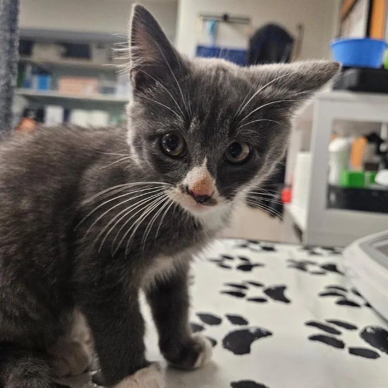 A baby small-sized male Gray / Blue / Silver Domestic Short Hair cat named Lunch for adoption in Birdsboro, PA