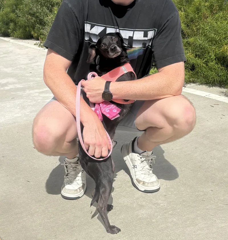 An adult small-sized male Chihuahua dog named Isaac for adoption in Brooklyn, NY