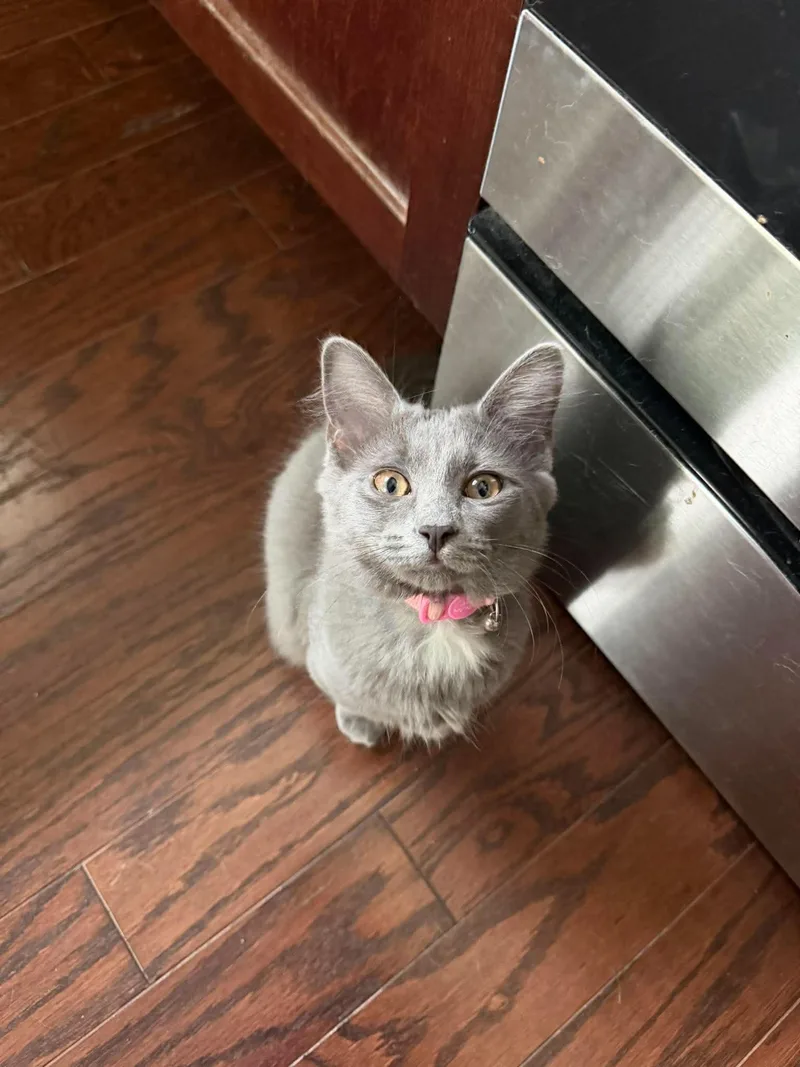A baby medium-sized female Domestic Short Hair cat named Destiny for adoption in Clayton, NC