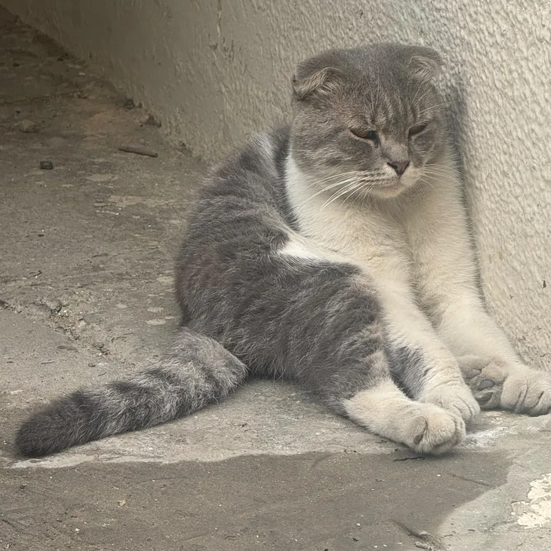 An adult medium-sized male Scottish Fold cat named Henry for adoption in New York, NY