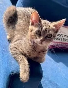 A baby small-sized female Domestic Short Hair cat named Guppy for adoption in Chicago, IL