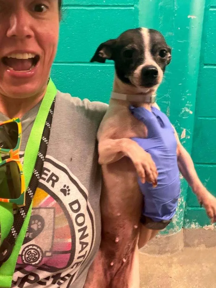 An adult small-sized female Chihuahua dog named Lily for adoption in Aurora, CO