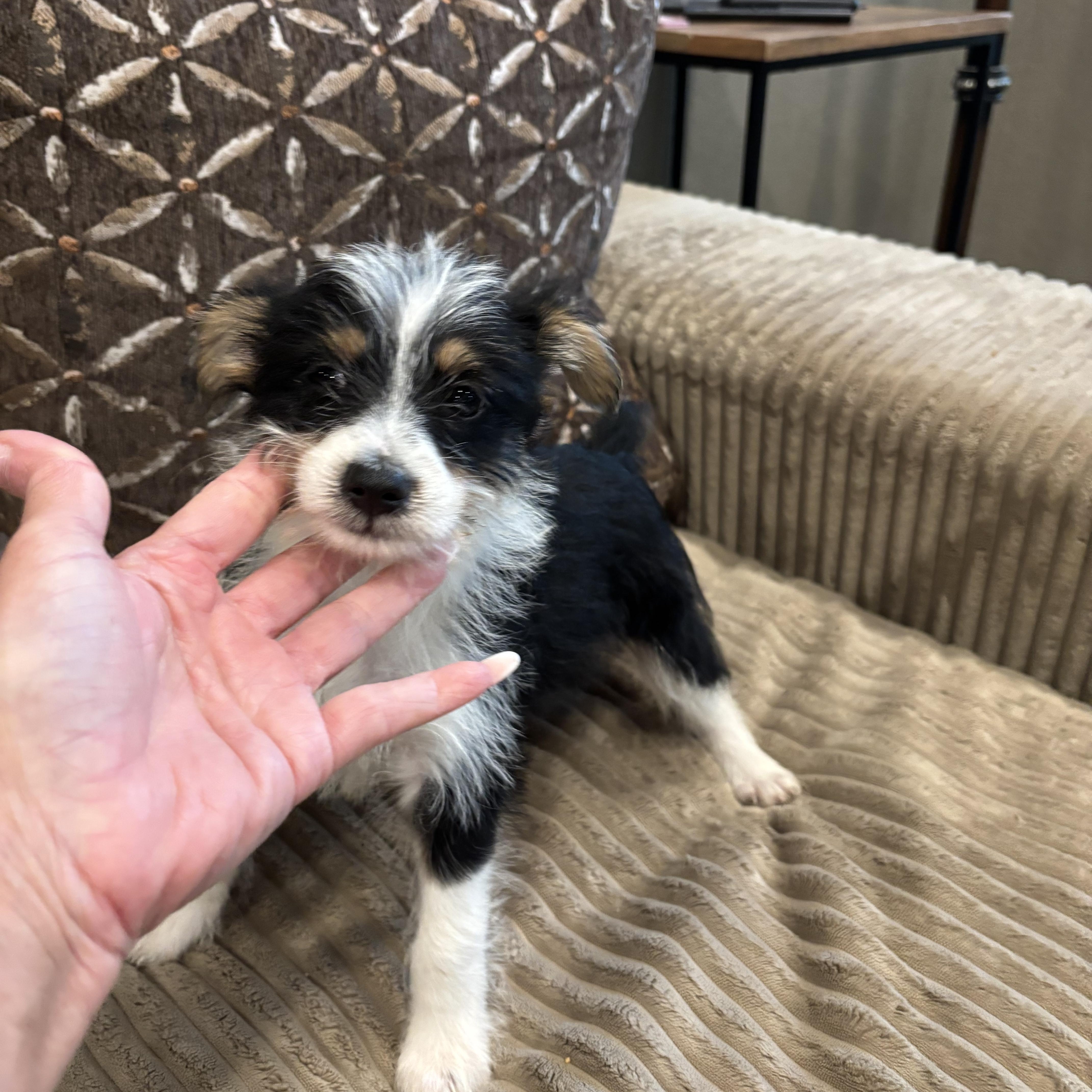 A baby small-sized female Morkie dog named MorkieChorkie puppies for adoption in Rowlett, TX