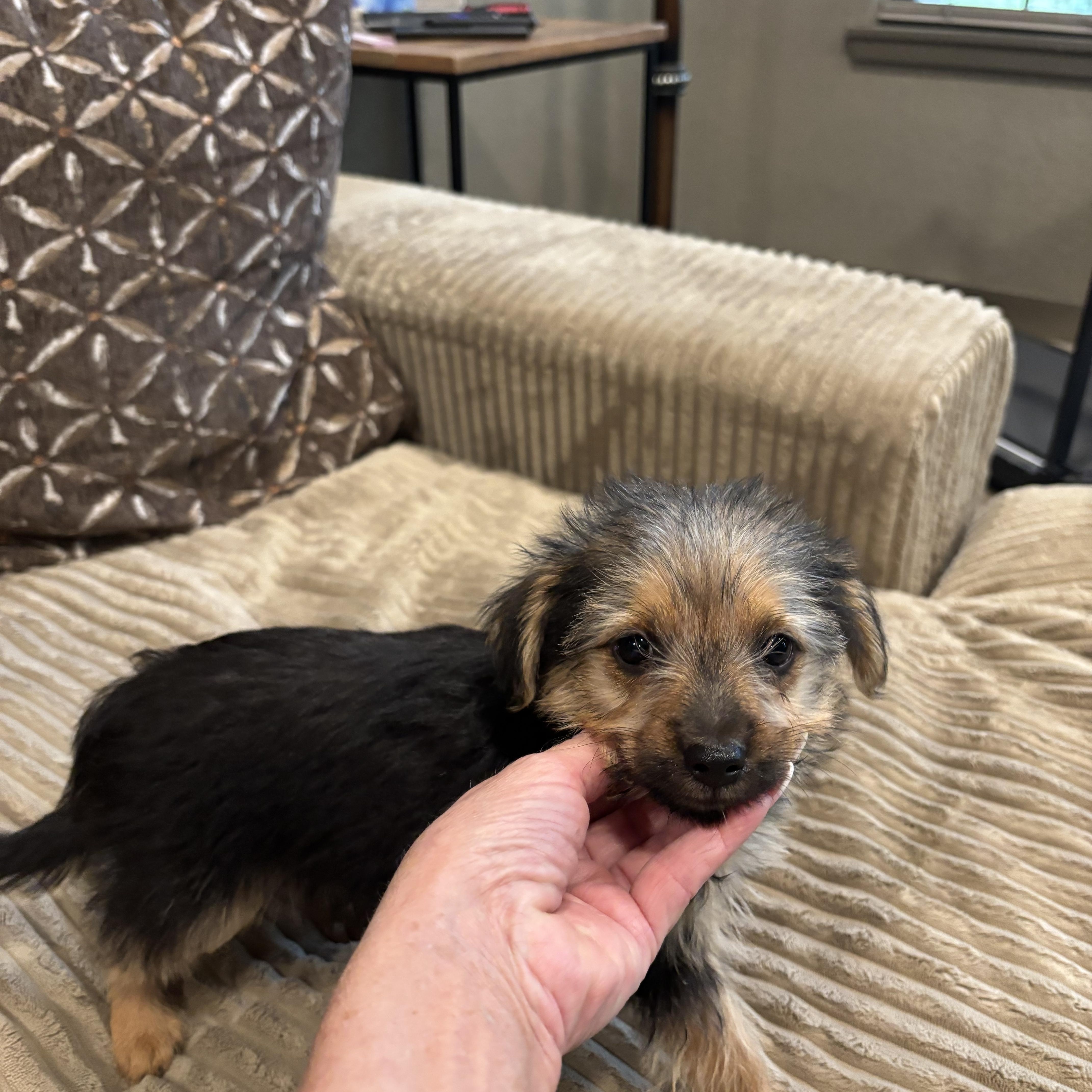 MorkieChorkie puppies thumbnail 3