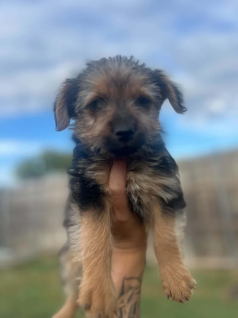 MorkieChorkie puppies thumbnail 4