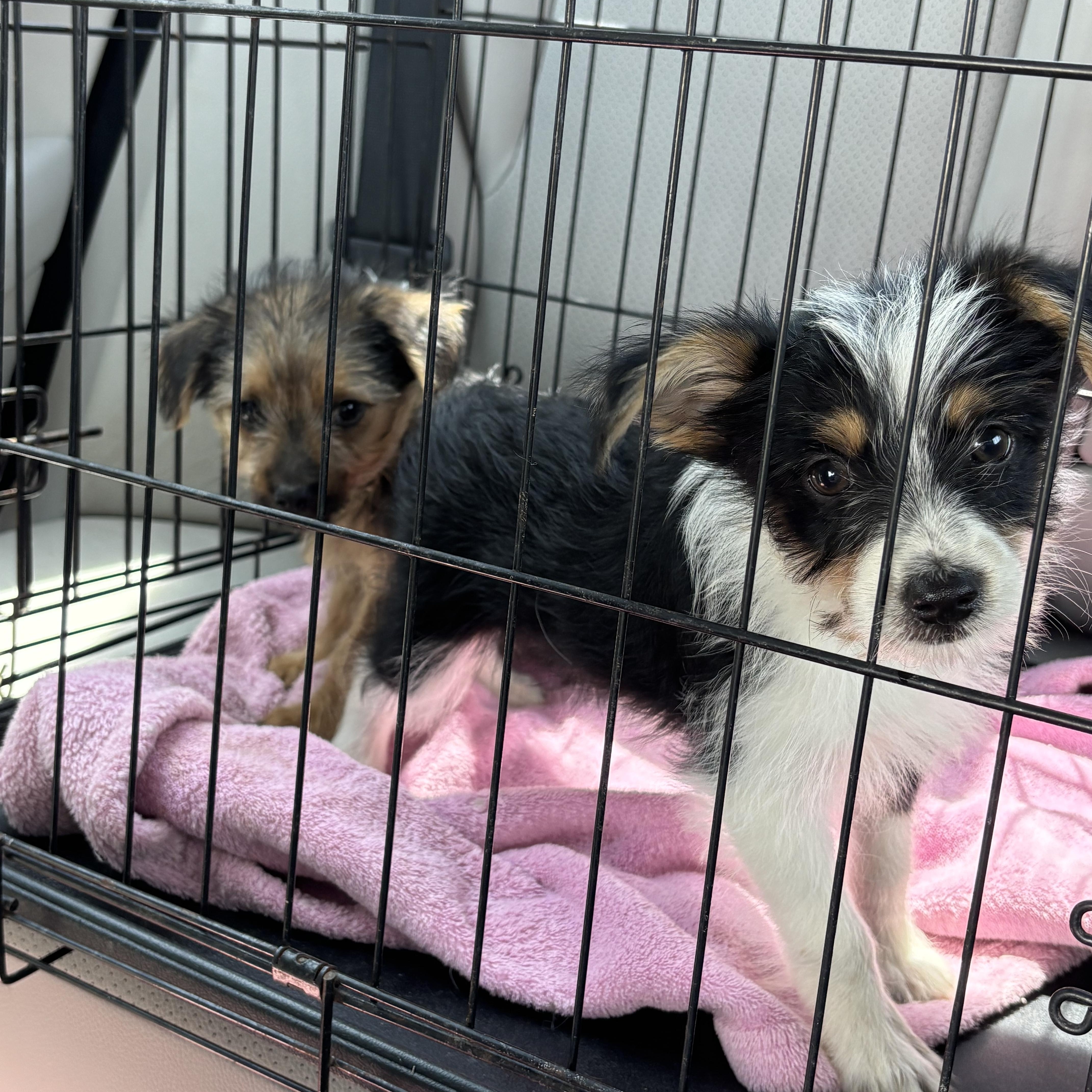 MorkieChorkie puppies thumbnail 5