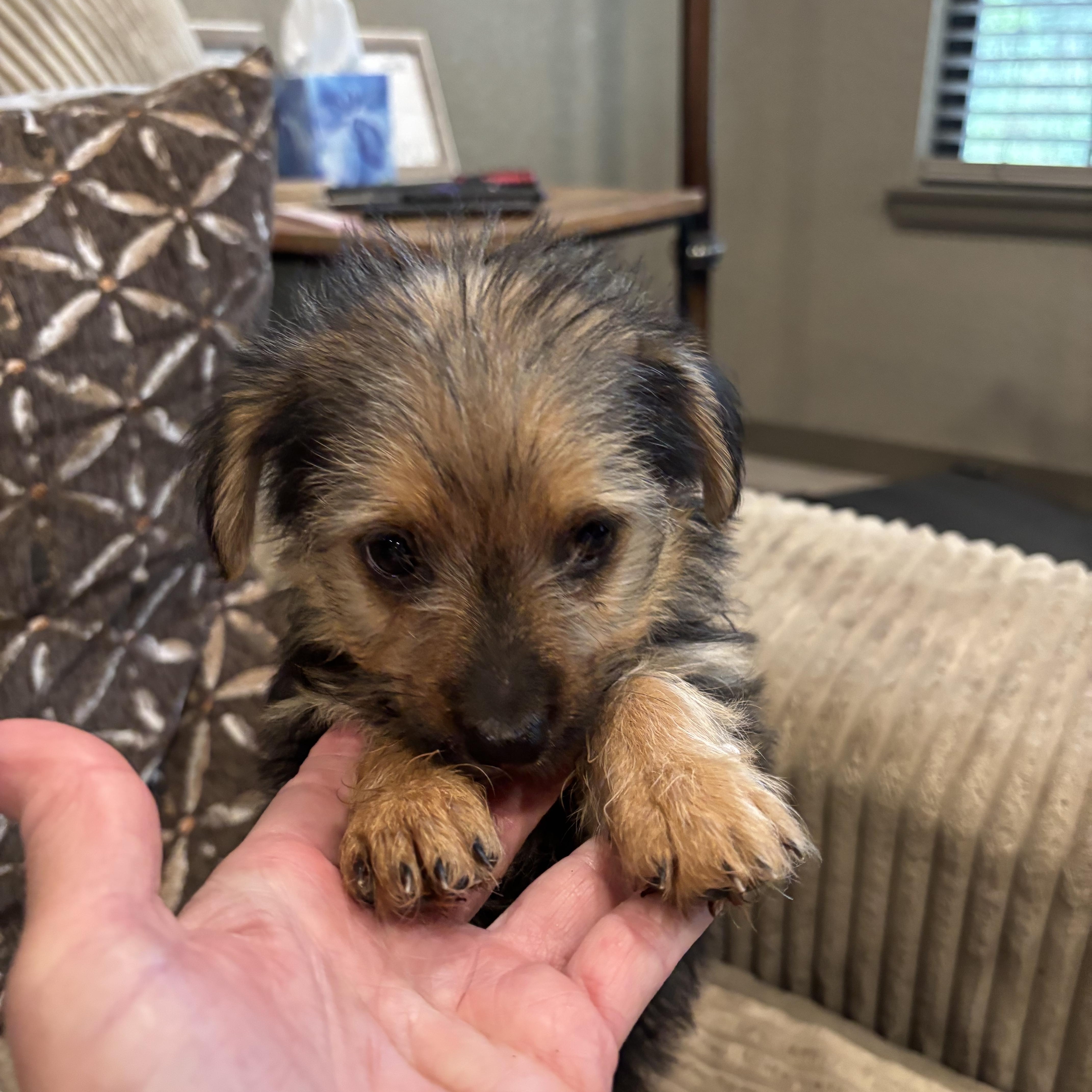 MorkieChorkie puppies thumbnail 6