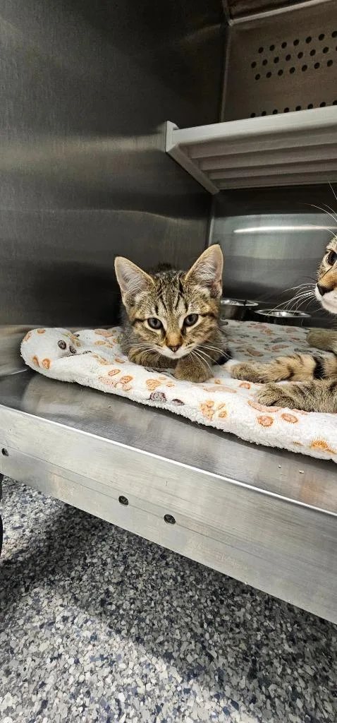 A baby small-sized male Domestic Short Hair cat named Simba for adoption in Athens, TN