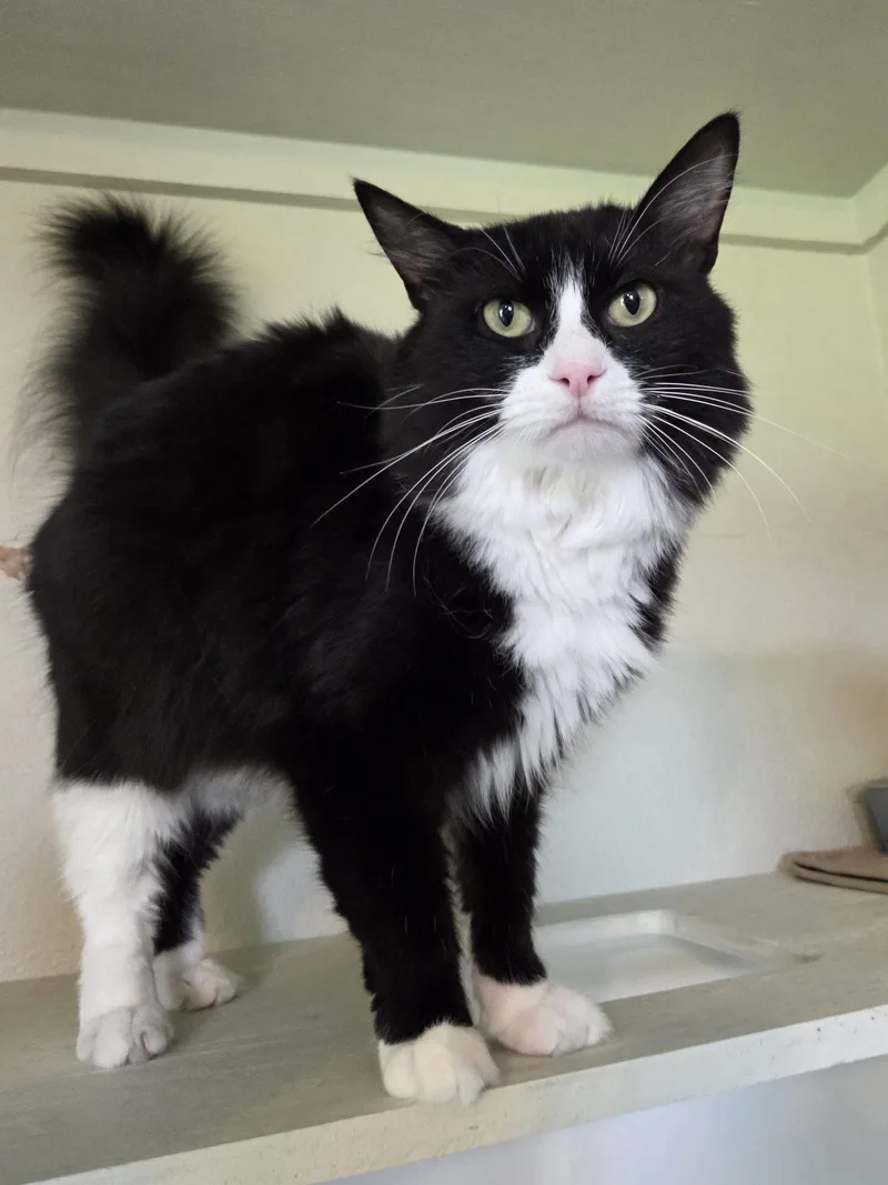 An adult medium-sized male Domestic Medium Hair cat named Lucky Kidd for adoption in Magnolia Springs, AL