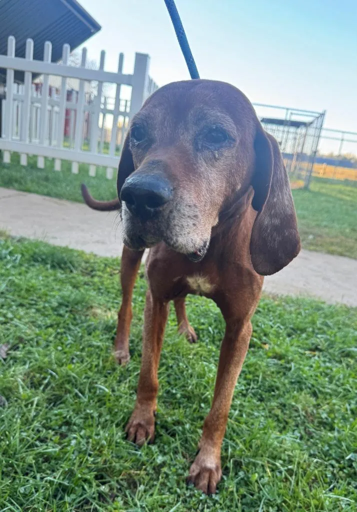 A senior large-sized male Hound dog named Hank for adoption in Hastings, MI